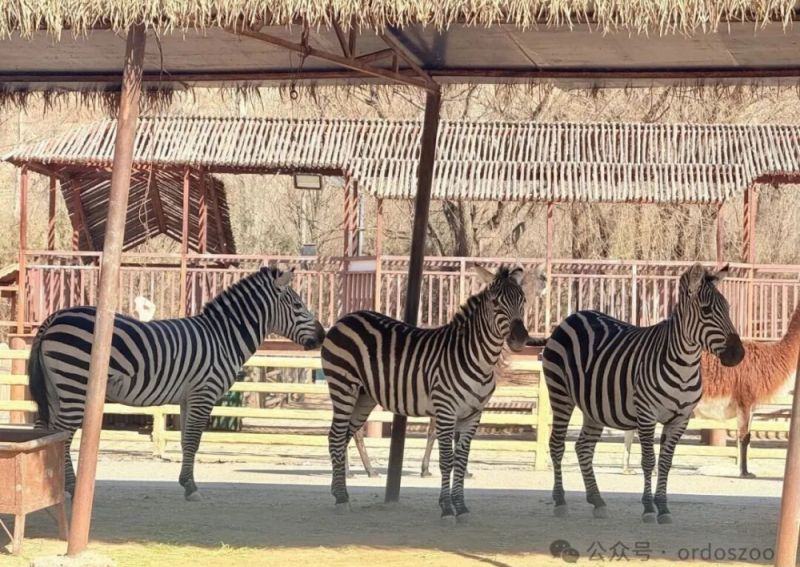 免费开进动物园？鄂野自驾游正式启动，220种萌兽在路上等你！